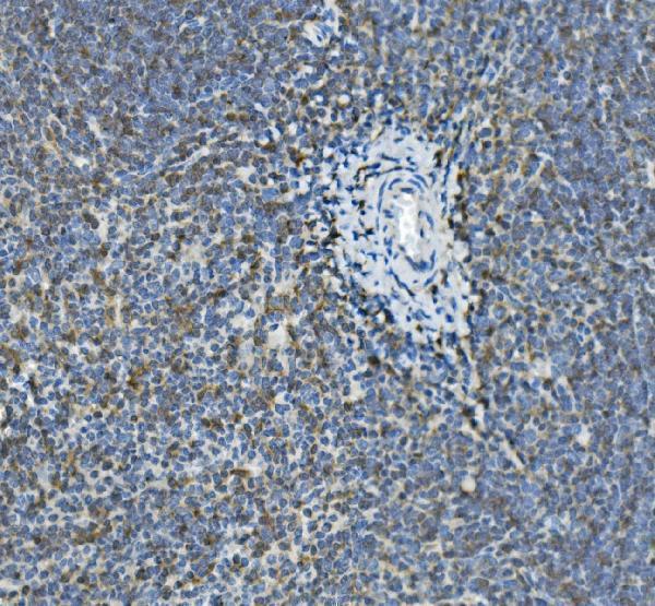 a05754 3 ifi30 primary antibodies ihc testing 3