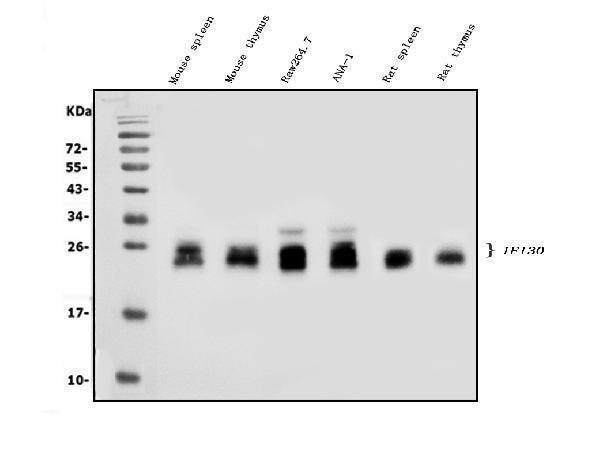 a05754 3 ifi30 primary antibodies wb testing 1
