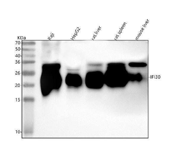  Western blot analysis of IFI30 using anti-IFI30 antibody (A05754-4)