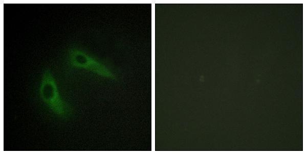 Immunofluorescence analysis of HeLa cells, using KCIP1 Antibody