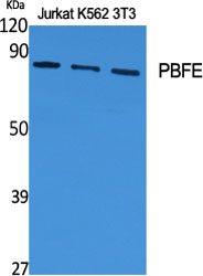 a05757 1 ehhadh primary antibodies wb testing 2