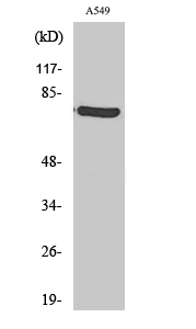 a05757 1 ehhadh primary antibodies wb testing 3