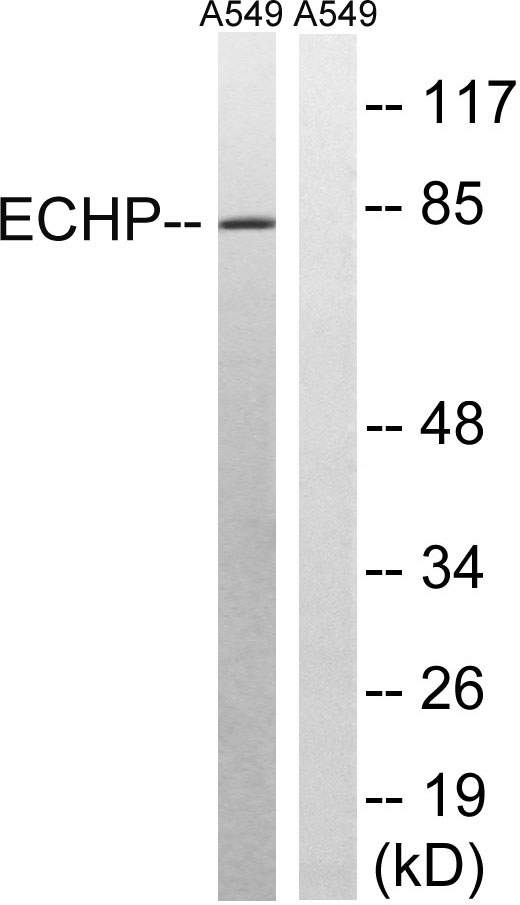 a05757 1 ehhadh primary antibodies wb testing 4