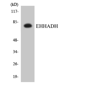 a05757 1 ehhadh primary antibodies wb testing 5