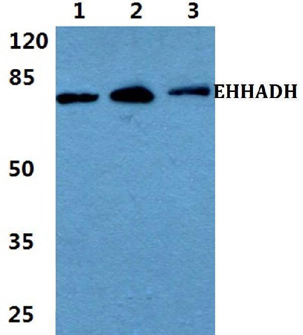 Western blot (WB) analysis of EHHADH polyclonal antibody at 1:500 dilution
Lane1:Jurkat cell lysate
Lane2:Raw264