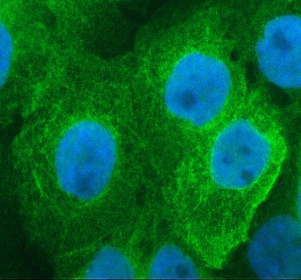 IF analysis of FAM83H using anti-FAM83H antibody (A05758-1)