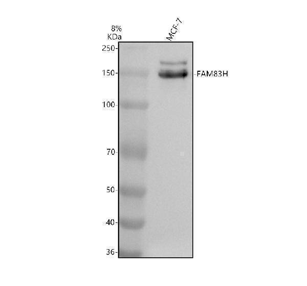 Western blot analysis of FAM83H using anti-FAM83H antibody (A05758-1)