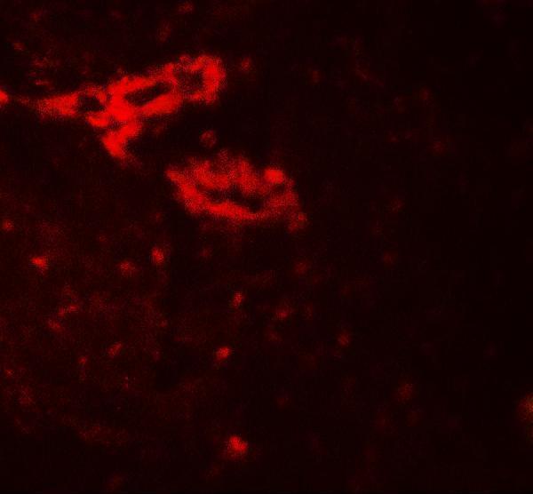 a05759 il36g primary antibodies if testing 3