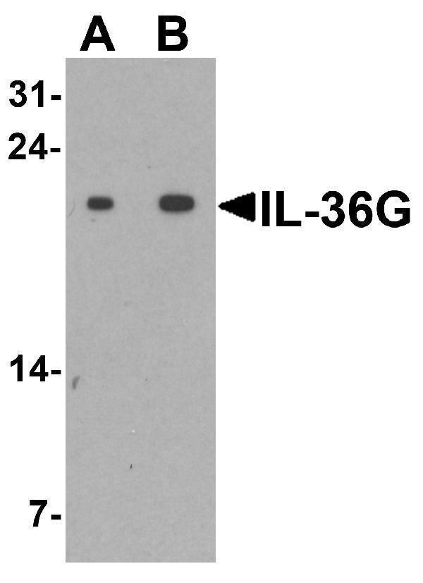 a05759 il36g primary antibodies wb testing 1