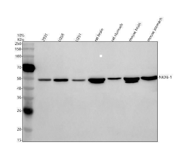 Western blot analysis of NKX6-1 using anti-NKX6-1 antibody (A05760-1)