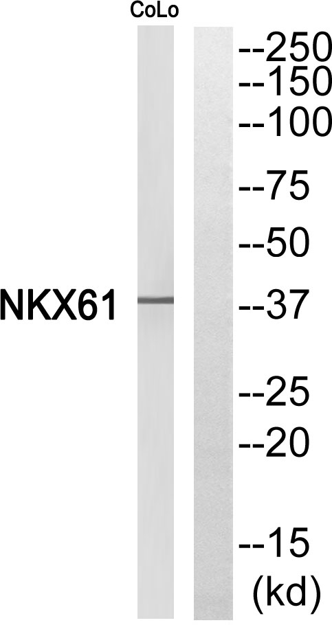 a05760 nkx6 1 primary antibodies wb testing 1