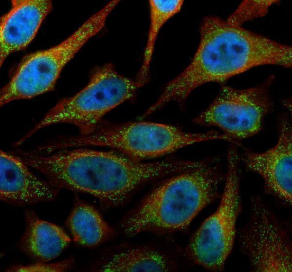 IF analysis of TID1/DNAJA3 using anti-TID1/DNAJA3 antibody (A05761-1) and anti-Alpha Tubulin antibody (M03989-3)
