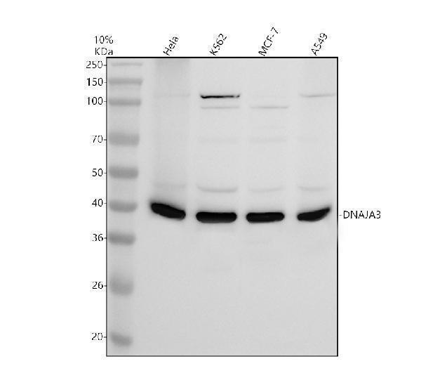 Western blot analysis of TID1/DNAJA3 using anti-TID1/DNAJA3 antibody (A05761-1)