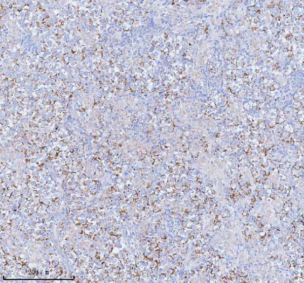 a05762 1 sass6 primary antibodies ihc testing 10