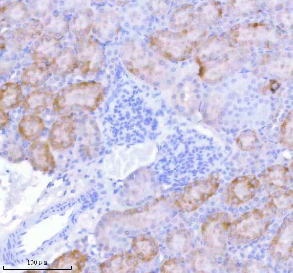 a05762 1 sass6 primary antibodies ihc testing 13