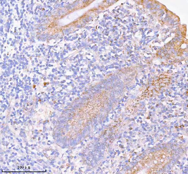  IHC analysis of SASS6 using anti-SASS6 antibody (A05762-1)
