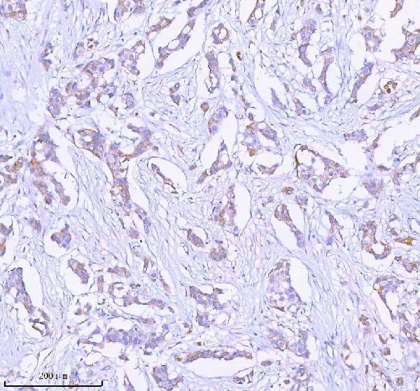 a05762 1 sass6 primary antibodies ihc testing 4