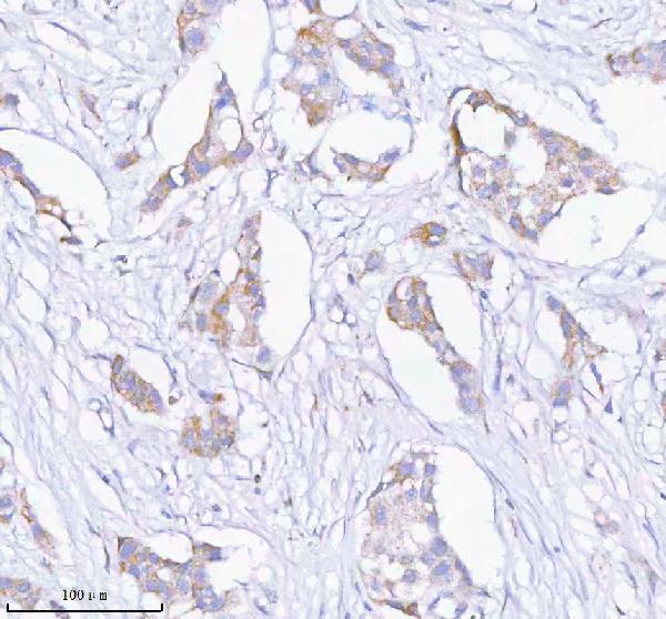 a05762 1 sass6 primary antibodies ihc testing 5