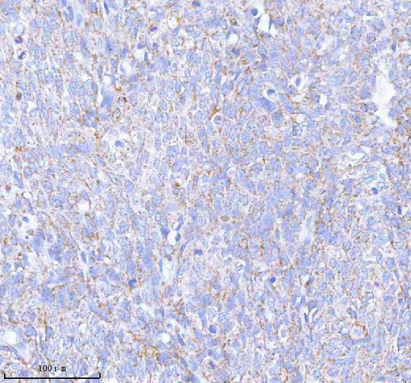 a05762 1 sass6 primary antibodies ihc testing 7