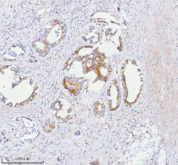 a05762 1 sass6 primary antibodies ihc testing 8