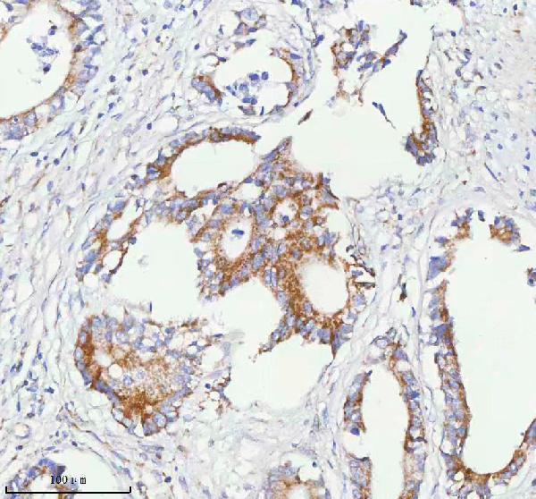 a05762 1 sass6 primary antibodies ihc testing 9