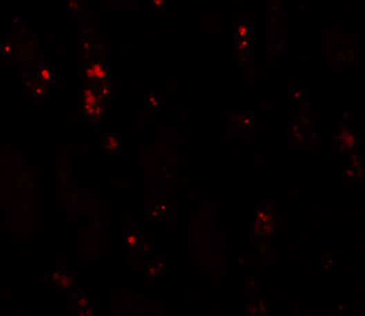a05764 banp primary antibodies if testing 3