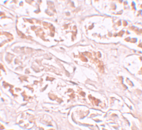 a05764 banp primary antibodies ihc testing 2