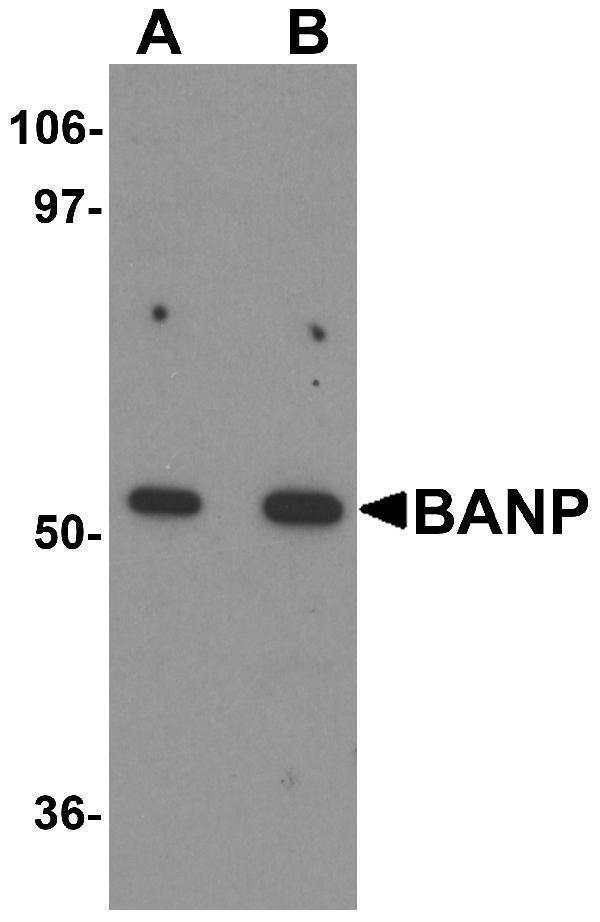 a05764 banp primary antibodies wb testing 1