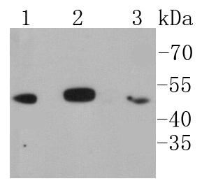 a05766 nfkbib primary antiboties wb testing 1