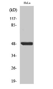 Western Blot analysis of various cells using Phospho-IκB-β (S23) Polyclonal Antibody