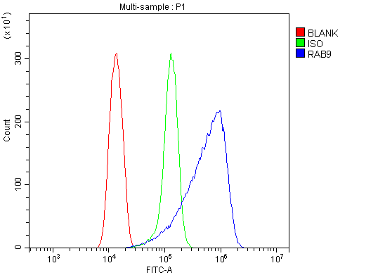  Flow Cytometry analysis of Hela cells using anti-Rab9/RAB9A antibody (A05768)