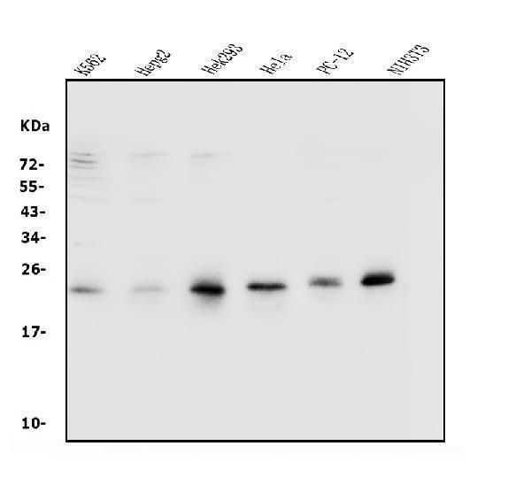 Western blot analysis of Rab9/RAB9A using anti-Rab9/RAB9A antibody (A05768)