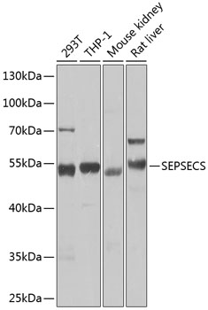 Western blot analysis of extracts of various cell lines, using SEPSECS Antibody  at 1:1000 dilution