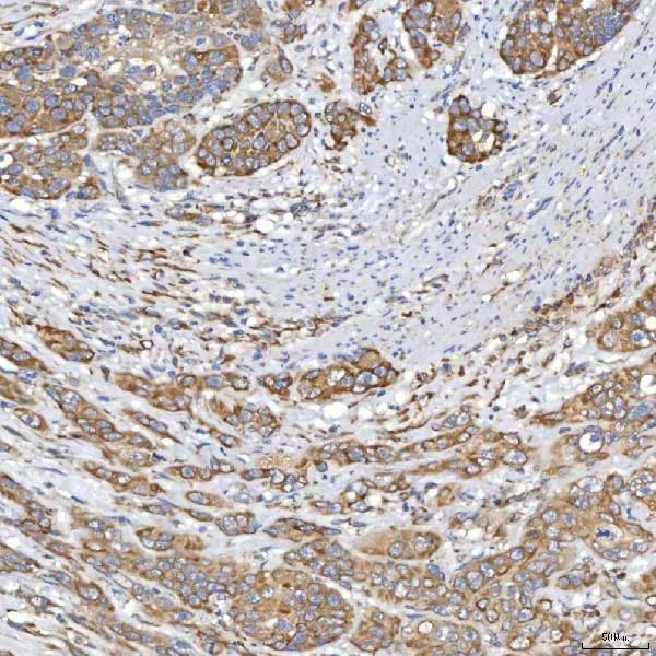 a05772 1 txndc5 primary antibodies ihc testing 4