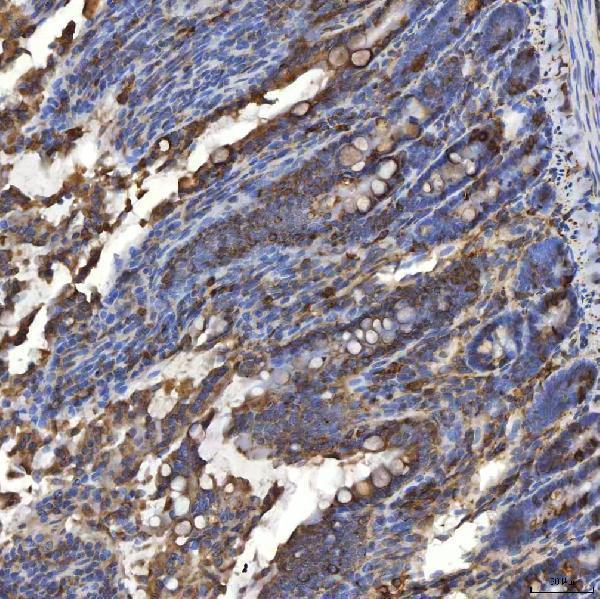 a05772 1 txndc5 primary antibodies ihc testing 9