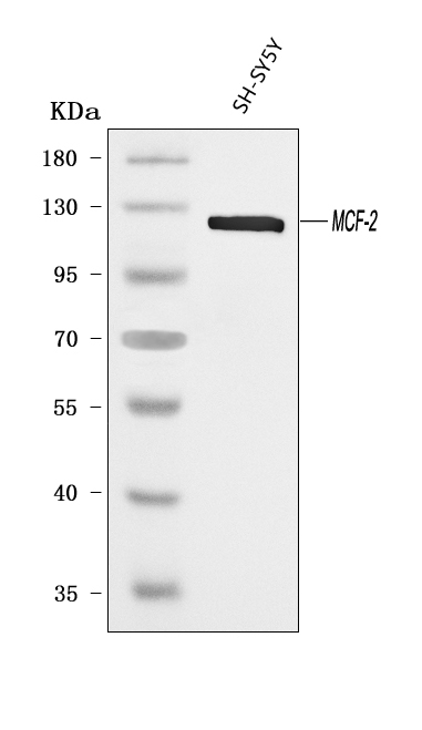 a05775 1 dbl primary antibodies wb testing 1