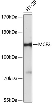 Western blot analysis of extracts of HT-29 cells, using MCF2 antibody  at 1:3000 dilution