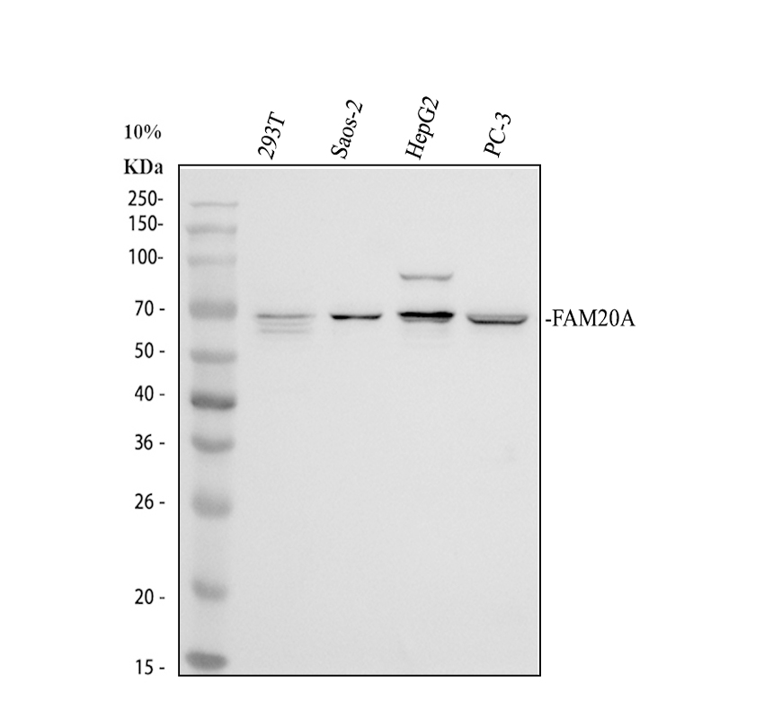 Western blot analysis of FAM20A using anti-FAM20A antibody (A05777-1)