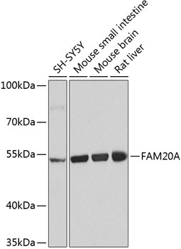 Sample: Lung(Mouse) Lysate at 40 ug
Primary: Anti-FA20A at 1/300 dilution
