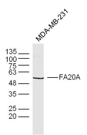 Sample: MDA-MB-231 (human)Cell Lysate at 40 ug
Primary: Anti-FA20A at 1/300 dilution