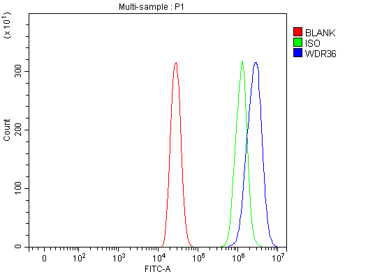  Flow Cytometry analysis of A431 cells using anti-WDR36 antibody (A05779-1)