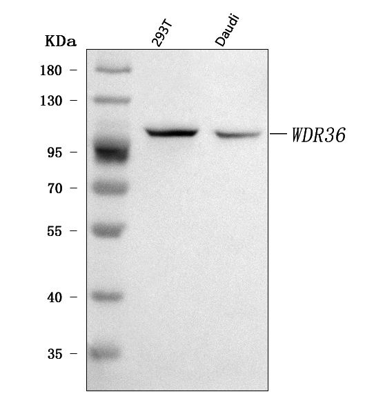  Western blot analysis of WDR36 using anti-WDR36 antibody (A05779-1)