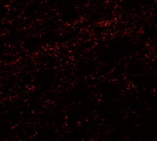 Immunofluorescence of PHOX2A in human brain tissue with PHOX2A antibody at 20 μg/mL