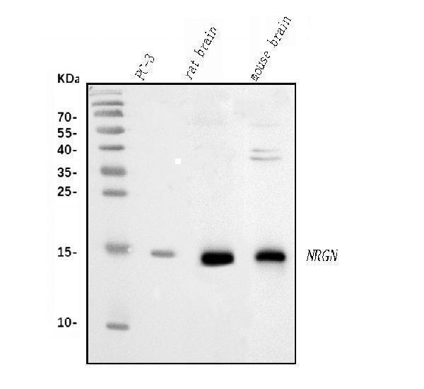 a05781 3 nrgn primary antibodies wb testing 1
