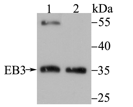 a05782 1 mapre3 primary antiboties wb testing 1