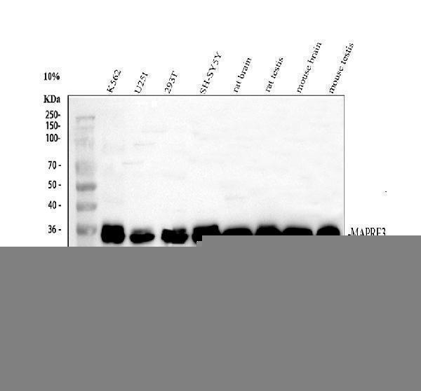a05782 2 mapre3 primary antibodies wb testing 1_1