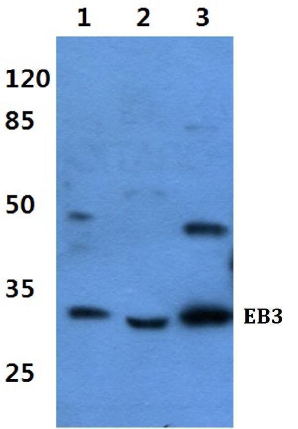 a05782 mapre3 primary antiboties wb testing 1