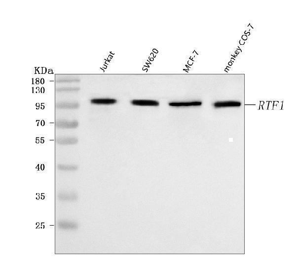 Western blot analysis of RTF1 using anti-RTF1 antibody (A05784-1)