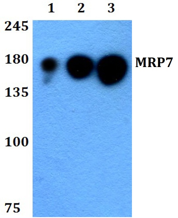 a05787 abcc10 primary antiboties wb testing 1