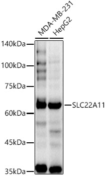 a05788 slc22a11 primary antiboties wb testing 1